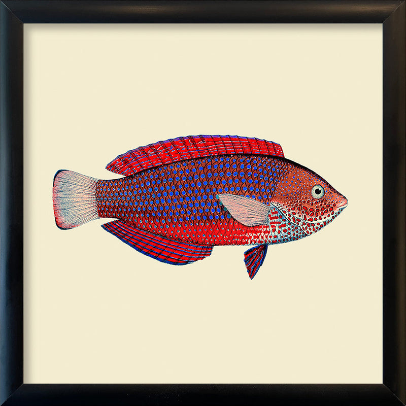 Red and purple fish. Mini Print