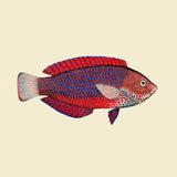 Red and purple fish. Mini Print