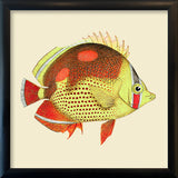Red and yellow fish. Mini Print