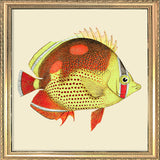 Red and yellow fish. Mini Print