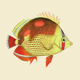 Red and yellow fish. Mini Print