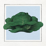 Cabbage. Mini Print