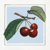Cherries. Mini Print