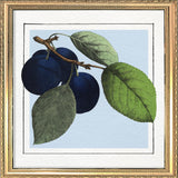Plums. Mini Print