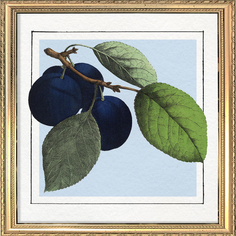 Plums. Mini Print