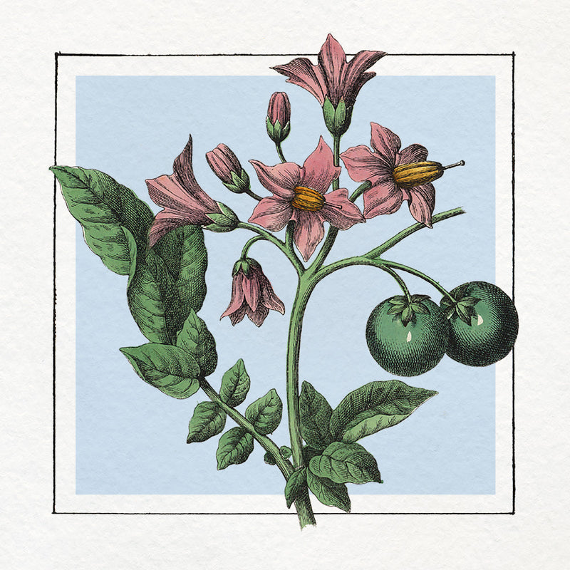 Potatoes. Mini Print