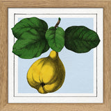 Quince. Mini Print