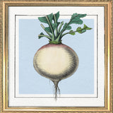 Turnip. Mini Print