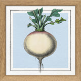 Turnip. Mini Print