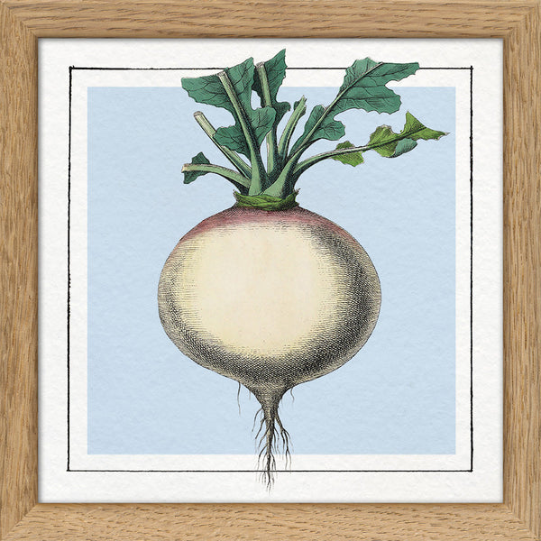 Turnip. Mini Print