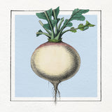 Turnip. Mini Print