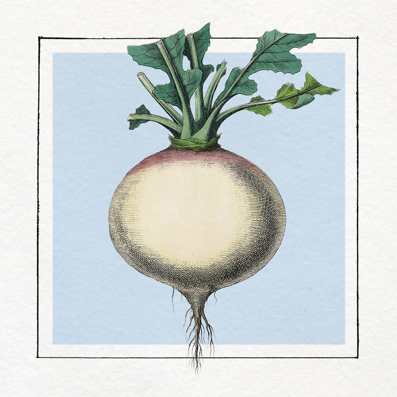 Turnip. Mini Print