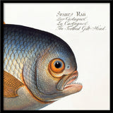 The Toothed Gilt-Head. Mini Print