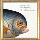 The Toothed Gilt-Head. Mini Print