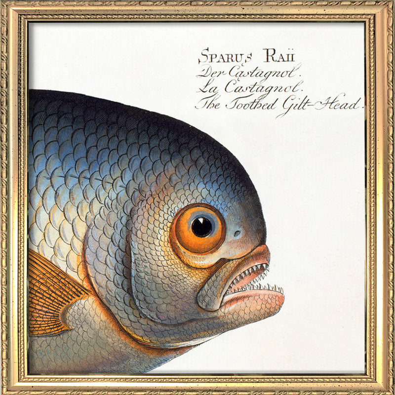 The Toothed Gilt-Head. Mini Print