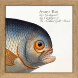 The Toothed Gilt-Head. Mini Print