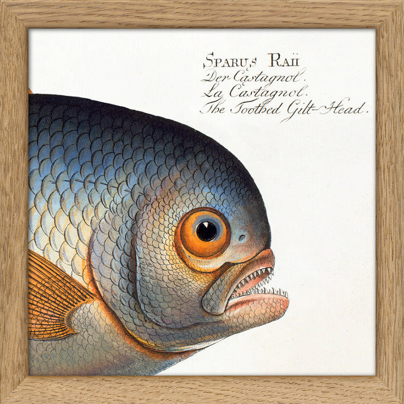 The Toothed Gilt-Head. Mini Print