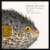 The Round Diodon. Mini Print