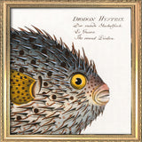 The Round Diodon. Mini Print