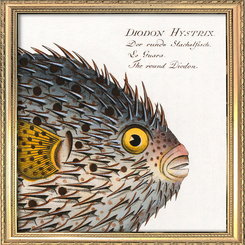The Round Diodon. Mini Print