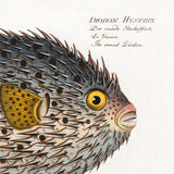 The Round Diodon. Mini Print