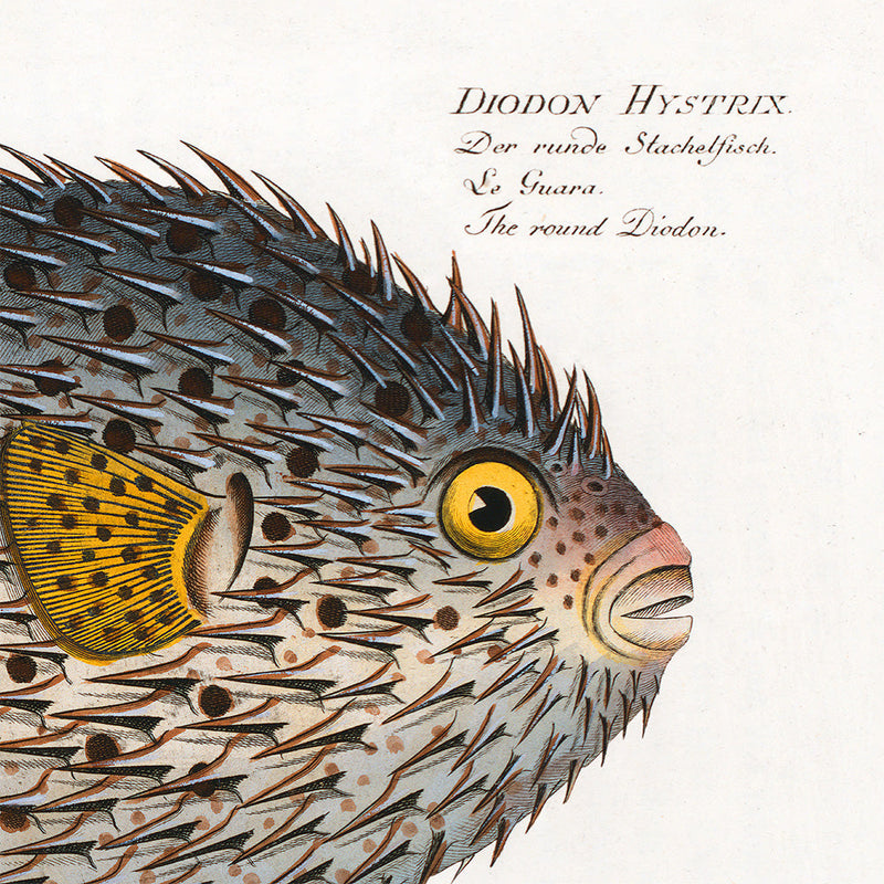 The Round Diodon. Mini Print