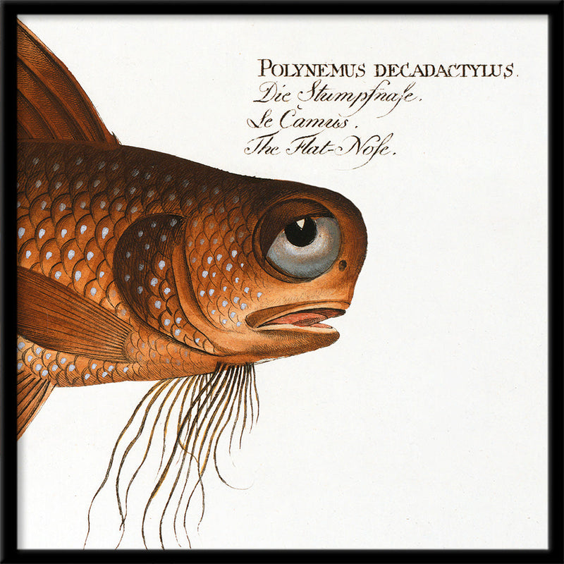 The Flat-Nose. Mini Print