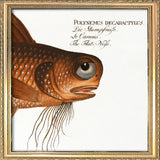 The Flat-Nose. Mini Print