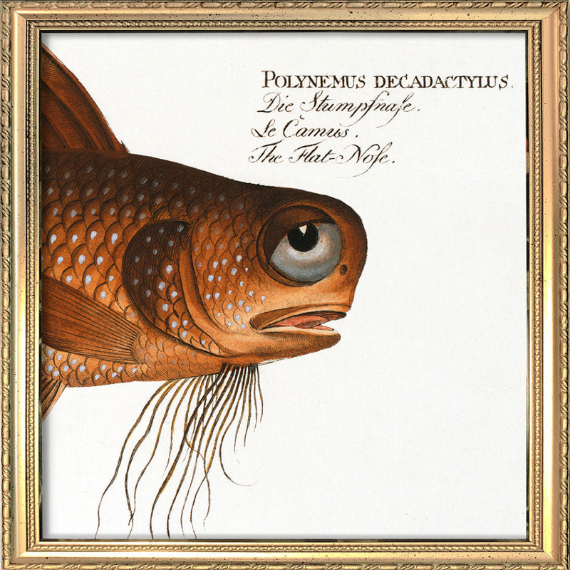 The Flat-Nose. Mini Print