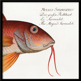 The Striped Surmulet. Mini Print