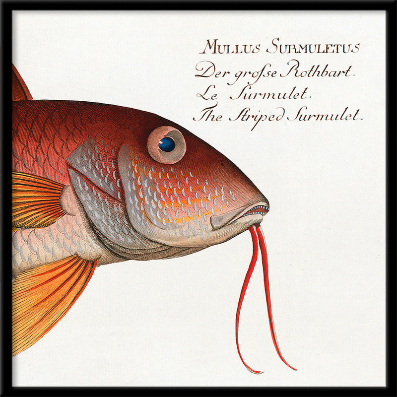 The Striped Surmulet. Mini Print