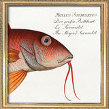 The Striped Surmulet. Mini Print