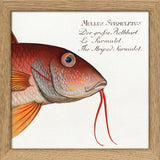 The Striped Surmulet. Mini Print