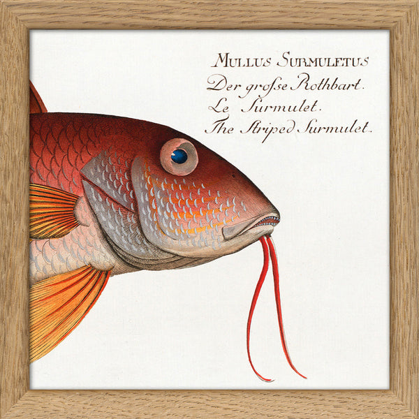 The Striped Surmulet. Mini Print