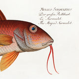 The Striped Surmulet. Mini Print