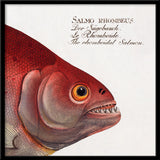 The Rhomboidal Salmon. Mini Print