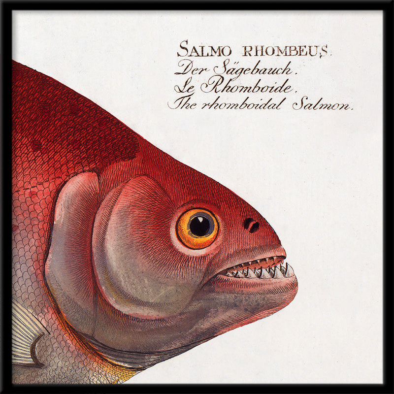 The Rhomboidal Salmon. Mini Print