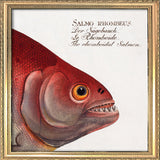 The Rhomboidal Salmon. Mini Print