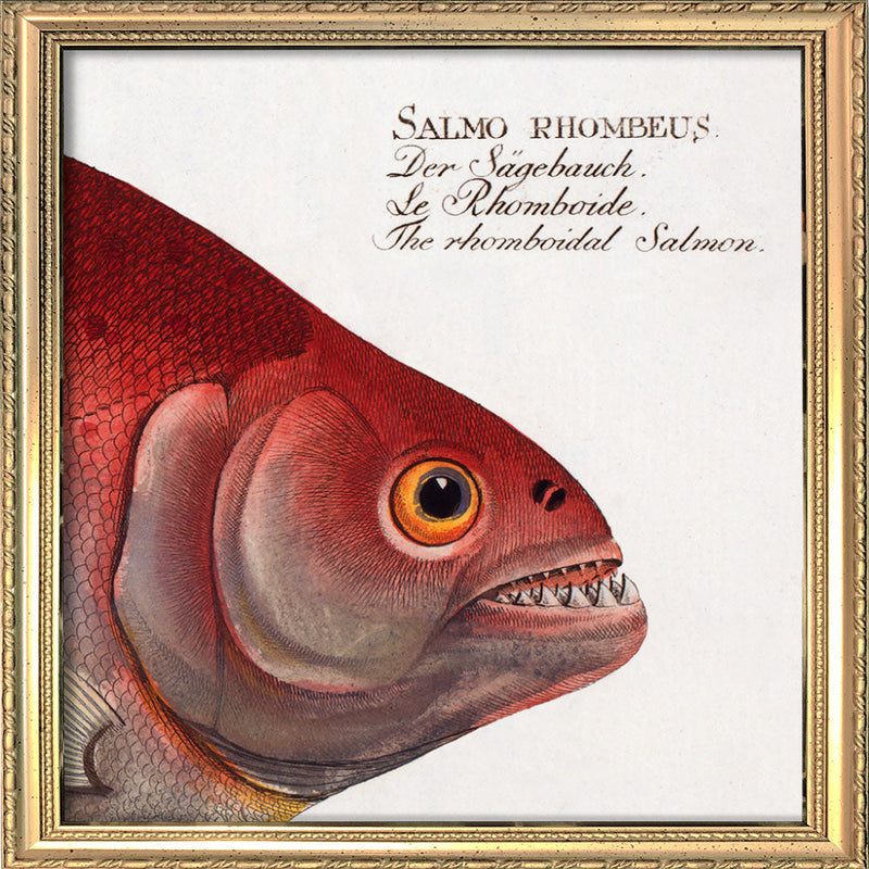The Rhomboidal Salmon. Mini Print