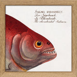 The Rhomboidal Salmon. Mini Print