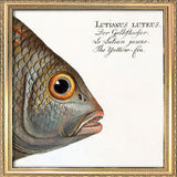 The Yellow-Fin. Mini Print