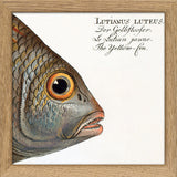 The Yellow-Fin. Mini Print