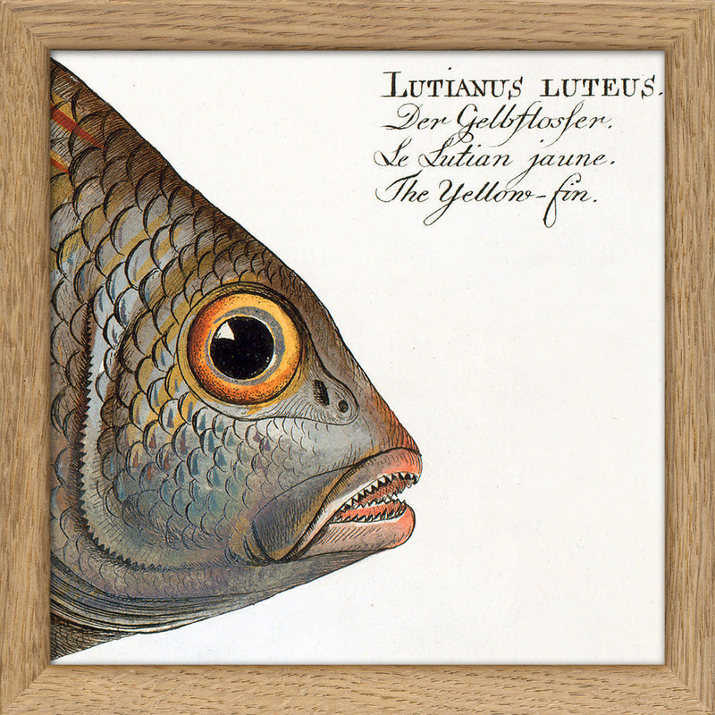 The Yellow-Fin. Mini Print