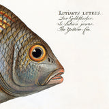 The Yellow-Fin. Mini Print