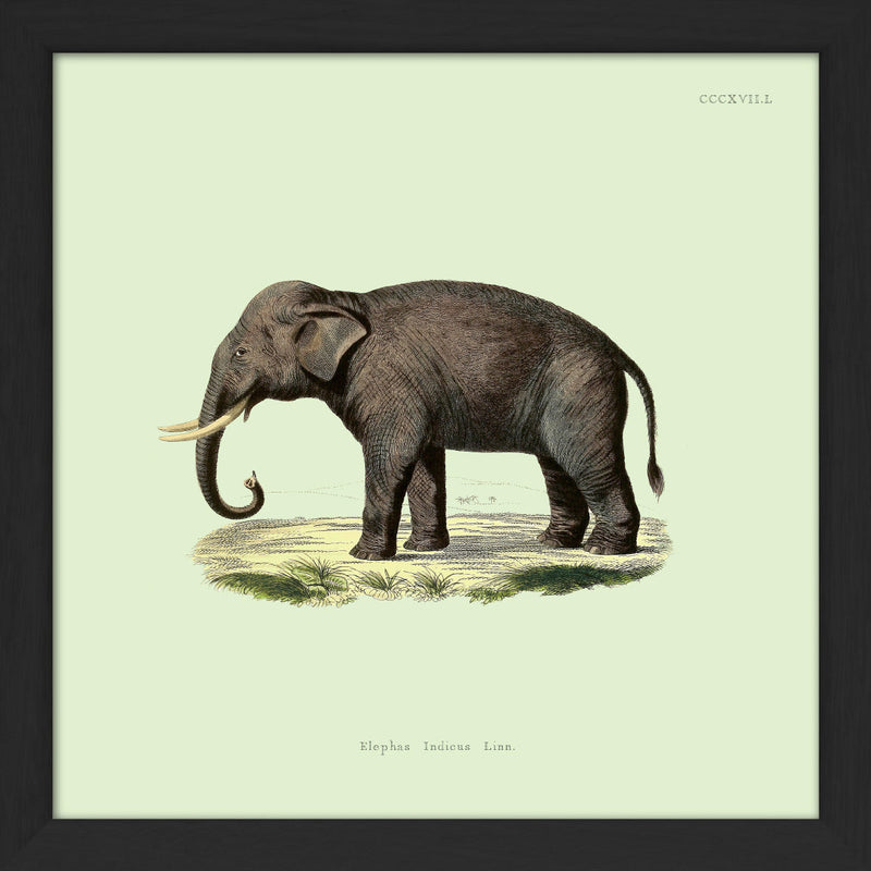 Elephant