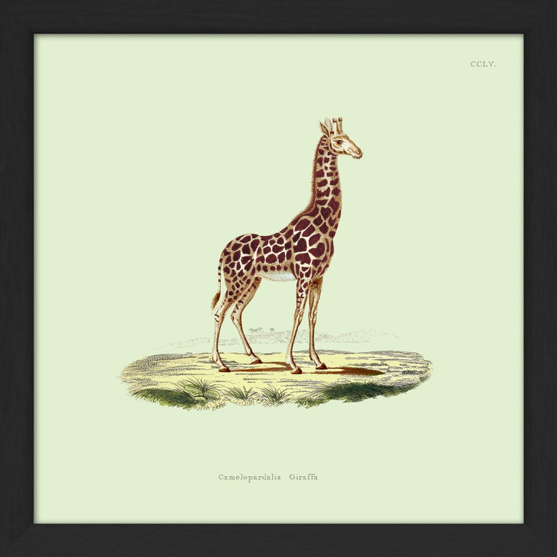 Giraffe