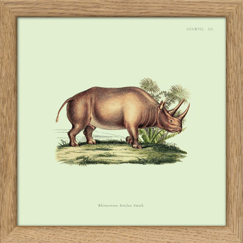 Rhino