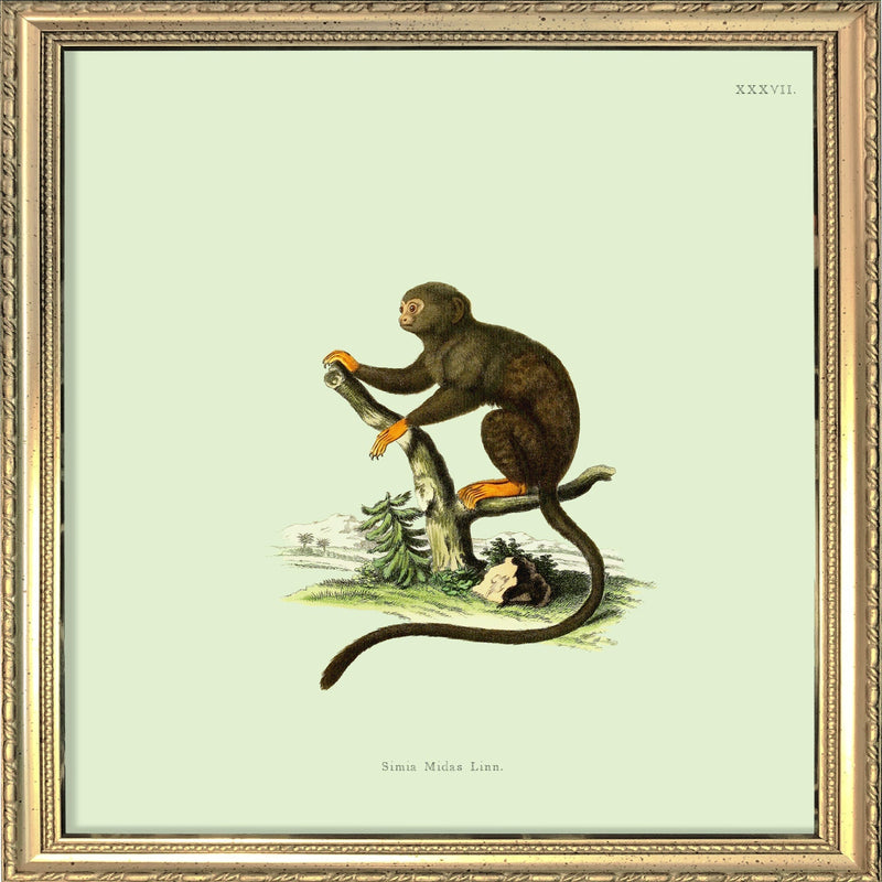 Orange Monkey. Mini Print