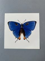 Blue Butterfly 2 - Outlet