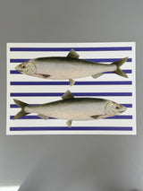 Fishes - Blue - Outlet